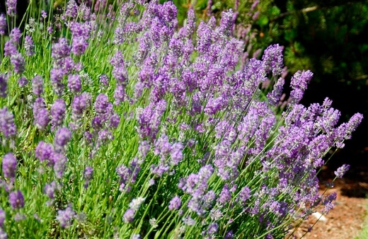Lavender are fantastic genus of flowering plants for bees
