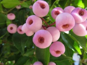 Lilly Pilly Cascade Growing and Care Guide - AGT