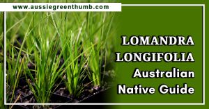Lomandra Longifolia Australian Native Guide