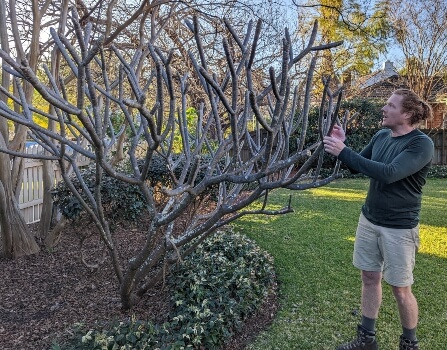 Nathan Schwartz of Aussie Green Thumb beside a dormant Frangipani tree