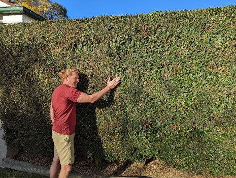 Nathan Schwartz of Aussie Green Thumb checking a Red Tip Photinia hedge