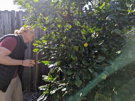 Nathan Schwartz of Aussie Green Thumb examining a Kaffir lime tree