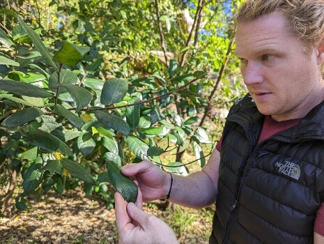 Nathan Schwartz of Aussie Green Thumb examining a Sandpaper fig tree