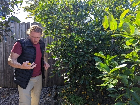 Nathan Schwartz of Aussie Green Thumb holding a Kaffir lime fruit