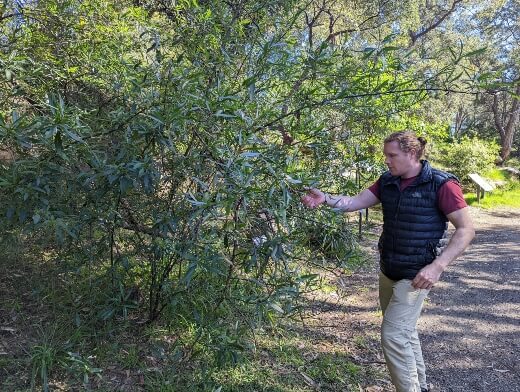 Nathan Schwartz of Aussie Green Thumb inspecting Native Rosella leaves