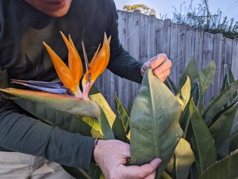 Nathan Schwartz showing barnacle scales on bird of paradise leaves