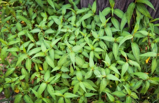 Persicaria odorata also known as Vietnamese mint