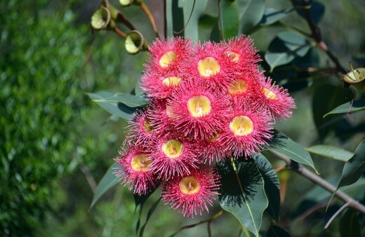 Red Flowering Gum displays of bright-red to pink flowers in the springtime that make for a great source of food for many of our local bees