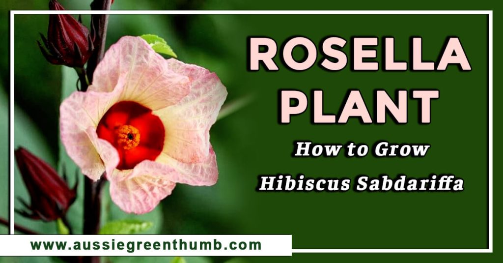 Rosella Plant How to Grow Hibiscus Sabdariffa