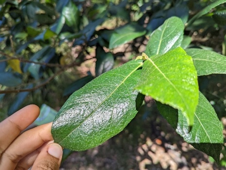 Sandpaper fig leaves