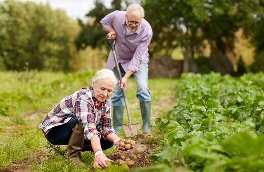 Seniors Planting Potatoes
