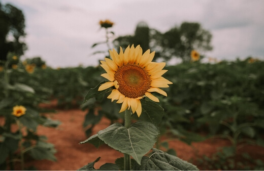Sunflowers are one of the first plants thought of when considering the best flowers for bees