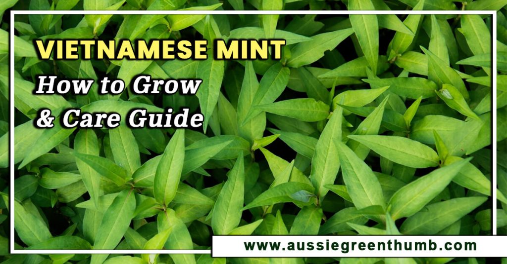 Vietnamese Mint How to Grow and Care Guide