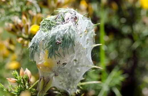 What Causes Spider Mite Infestations