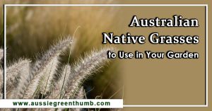 Best Australian Native Grasses to Use in Your Garden