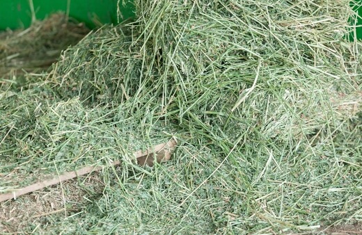 Alfalfa Hay is considered the most common type of legume hay and best suited for horses