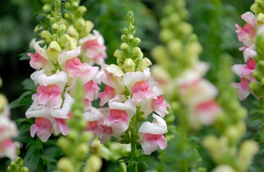 Antirrhinum commonly known as Snapdragons