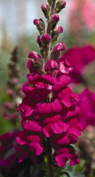 Antirrhinum majus ‘Aromas Magenta Mist’ are perfect for more shaded gardens provided they are well drained