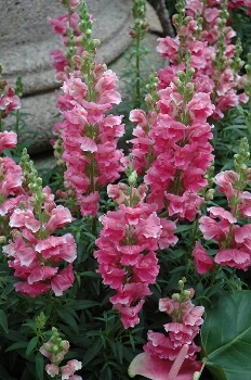 Antirrhinum majus ‘Liberty Series’