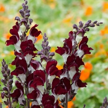 Antirrhinum majus ‘Night And Day’