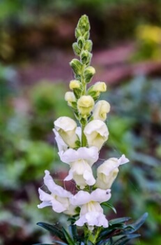 Antirrhinum majus 'Admiral White' is a gorgeous pure white snapdragon, reaching up to 4ft tall