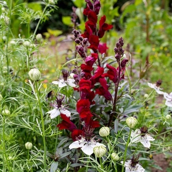 Antirrhinum majus 'Black Prince' are a beautiful addition to any container or garden bed