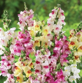 Antirrhinum majus 'Brighton Rock' continue to flower even once cut, so are perfect for cut flowers and vase displays