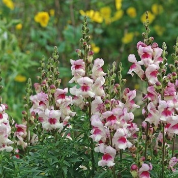 Antirrhinum majus 'Lucky Lips' two-toned flowers are always stunning and pack more of a colour punch than monotone flowers