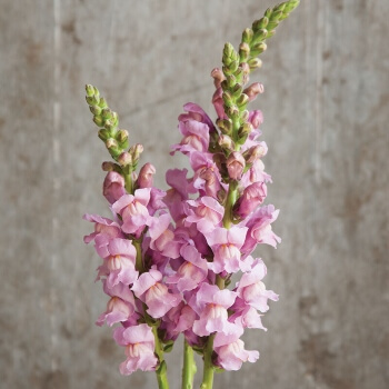 Antirrhinum majus 'Potomac Lavender' are something to behold and a huge success in terms of breeding