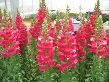 Antirrhinum majus ‘Calima’ colours vary from white to bright pink, and their spikes can reach 3.5ft quite easily in most conditions
