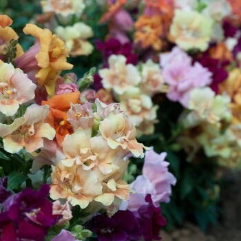 Antirrhinum ‘Mini Butterflies’ are beautiful for pots and hanging baskets, reaching a dwarfed height of about 10” when in full flower