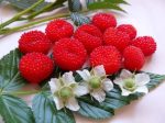 Rubus probus (Atherton Raspberry) Growing Guide - AGT
