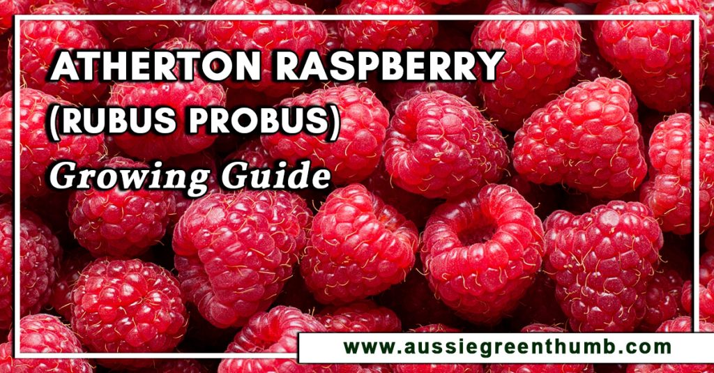 Atherton Raspberry (Rubus Probus) Growing Guide