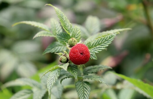Atherton Raspberry fruit