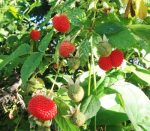 Rubus probus (Atherton Raspberry) Growing Guide - AGT
