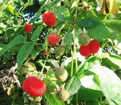 Atherton raspberry also known as Native raspberry
