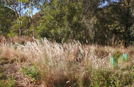 Australian Native Grasses List