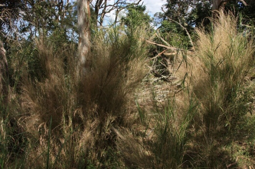 Austrostipa Ramosissima is a fantastic taller growing species among the Australian native grasses