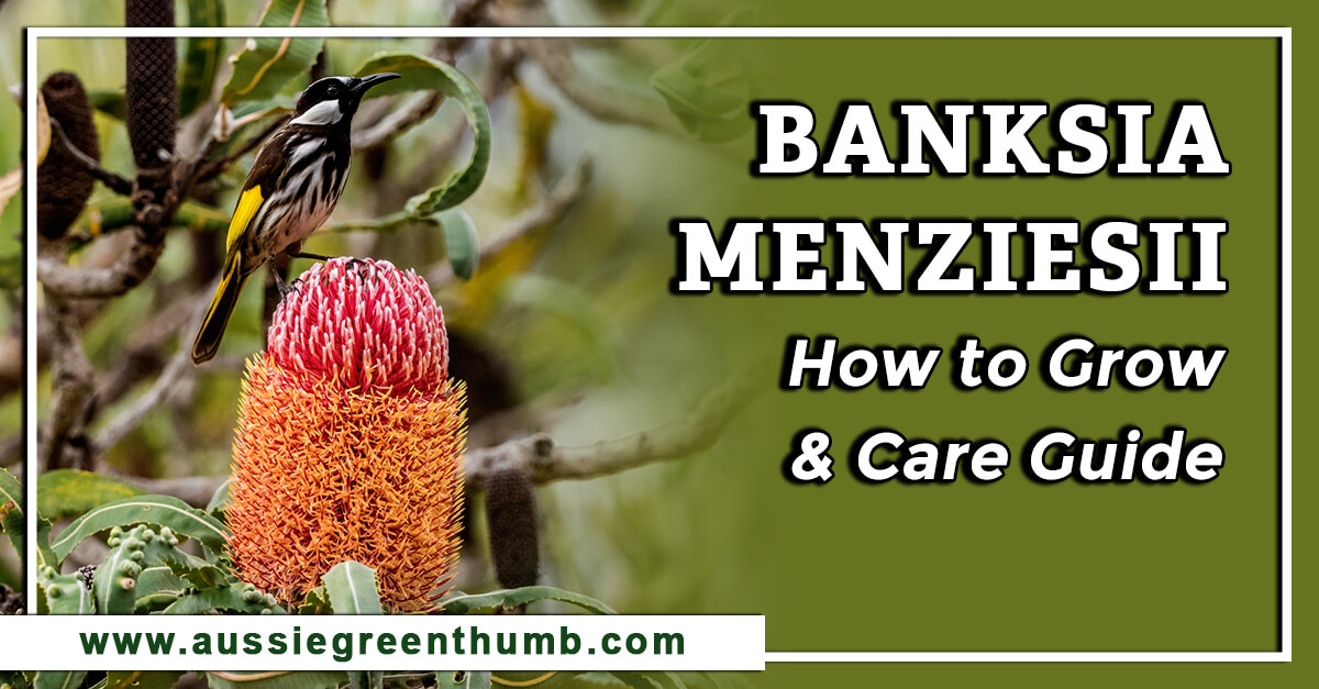 Banksia Menziesii – How to Grow and Care Guide