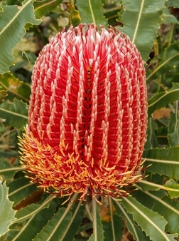 Banksia Menziesii Flower