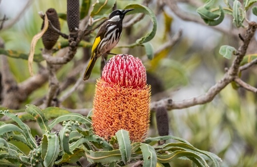 Banksia Menziesii also known as Firewood Banksia