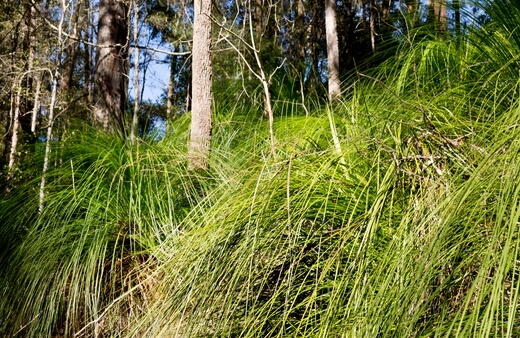 Best Australian Native Grasses to Use in Your Garden