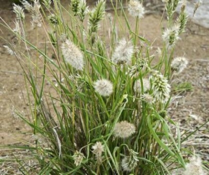 Bottlebrush Grass is an Australian native grass that grows to around 30cm tall and it can survive drought but not frost