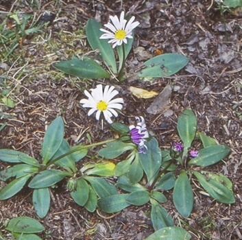 Brachyscome decipiens is small and produces white or light blue flowers