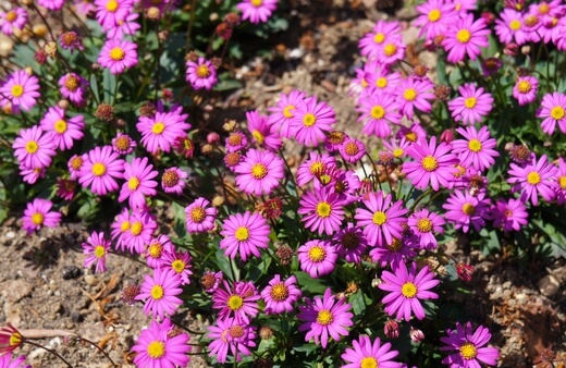 Brachyscome multifida commonly known as Cut leaved Daisy, Rocky Daisy, and Hawkesbury Daisy