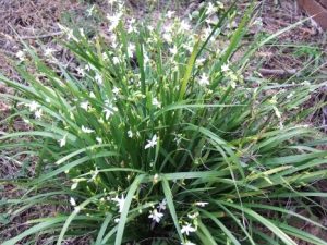 24 Best Australian Native Grasses to Use in Your Garden : AGT