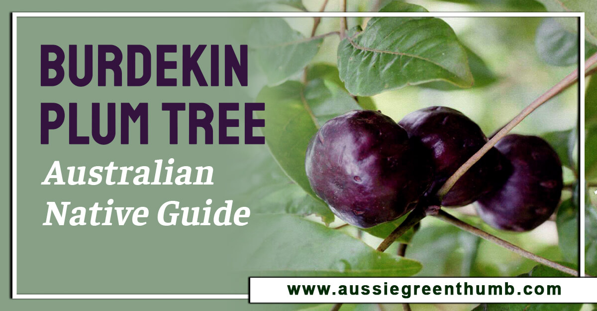 Burdekin Plum Tree – Australian Native Guide