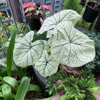 Caladium Allure has been bred for its relatively hardiness, and easy growing habits