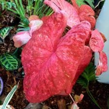 Caladium Hot Lips work better indoors, but will do fine outside in warmer parts of the country provided they are kept moist