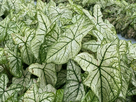 Caladium Snow Drift fits neatly into most garden designs particularly as a path border